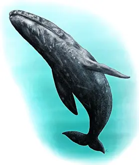 Cetacean Prints: Gray Whale