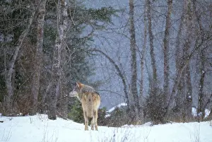 Landscapes Prints: Gray Wolf