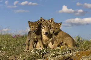 Immature Prints: Gray Wolf and Cubs