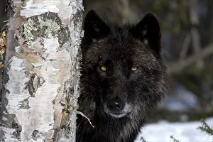 Tree Prints: Gray Wolf in the forest, behind a tree