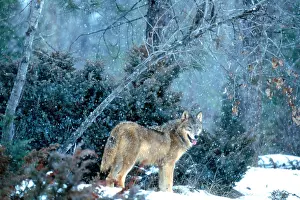 Gray Prints: Gray Wolf at kill