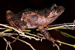 Infection Prints: Gray Wood Frog