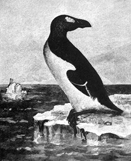 Flightless Prints: Great Auk, Extinct Flightless Bird