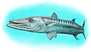 Graphics Prints: Great Barracuda
