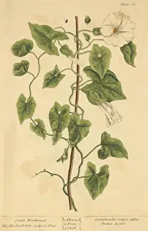 Vine Prints: Great Bindweed, Medicinal Plant, 1737