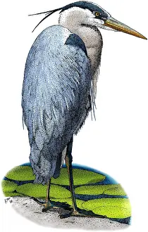 Wading Prints: Great Blue Heron