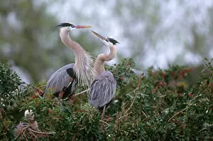 Aves Prints: Great Blue Heron