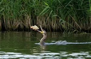 Great cormorant catching fish
