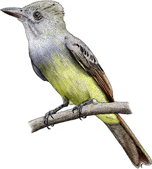 Great Crested Flycatcher