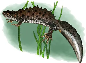 Europe Prints: Great crested newt