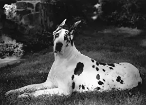 Danish Prints: Great Dane