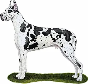 Danish Prints: Great Dane