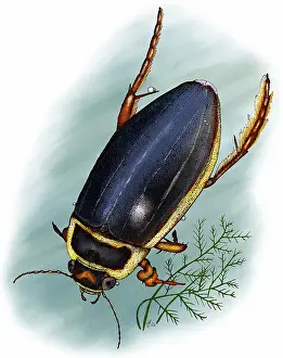 Beetle Prints: Great diving beetle