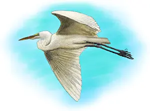 Flying Prints: Great Egret