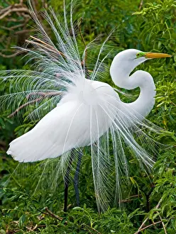 White Prints: Great Egret Courtship Display