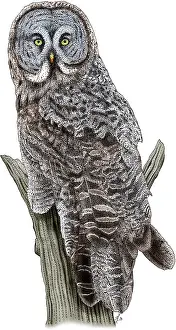 Gray Prints: Great Gray Owl
