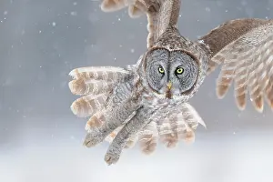 Flying Prints: Great grey owl