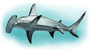 Predators Prints: Great Hammerhead Shark