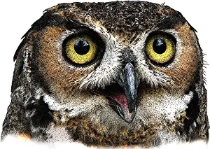 Great Prints: Great Horned Owl