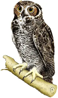 Great Prints: Great Horned Owl