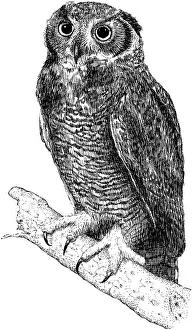 Great Prints: Great Horned Owl