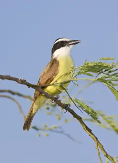 Fauna Prints: Great Kiskadee Flycatcher Bird, Texas