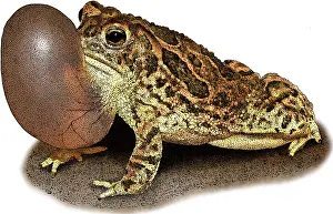 Plain Prints: Great Plains Toad, Illustration