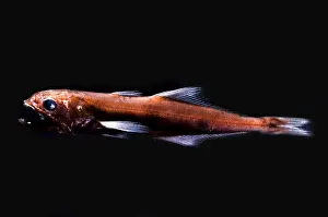 Great Swallower