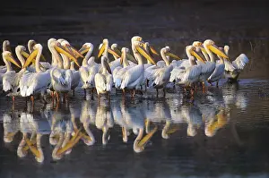 Reflecting Prints: Great White Pelican