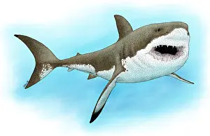 Deaths Prints: Great White Shark