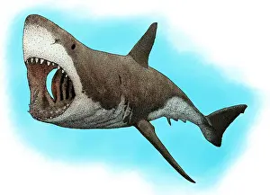 Predator Prints: Great White Shark