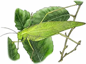 Wing Prints: Greater angle wing katydid