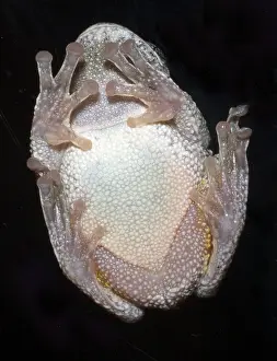 Gray Prints: Greater gray tree frog