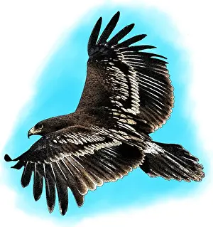 Eagle Prints: Greater spotted eagle