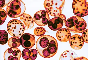 Algae Prints: Green algae, Volvox sp. light micrograph