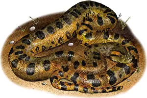 Boidae Prints: Green Anaconda