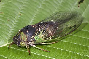 Cicadidae Prints: Green Annual Cicada