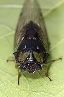 October Prints: Green Annual Cicada