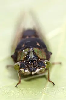 Insect Prints: Green Annual Cicada