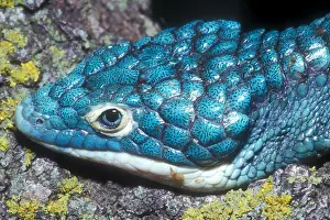 Cities Prints: Green Arboreal Alligator Lizard
