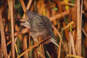 Misc 2 Prints: Green-Backed Heron