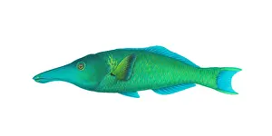 Fish Prints: Green Bird Wrasse (Gomphosus varius)