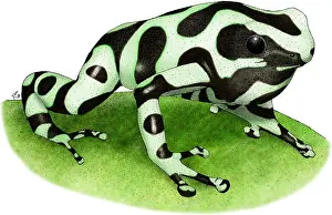 Central Prints: Green and Black Poison Dart Frog
