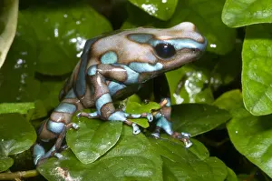 Toxin Prints: Green and Black Poison Frog