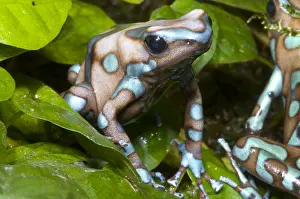 Dendrobates Prints: Green and Black Poison Frog