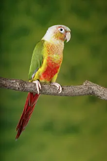 Form Prints: Green-cheeked Conure