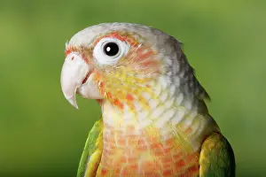 Form Prints: Green-cheeked Conure