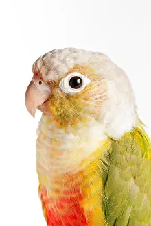 Mutation Prints: Green-cheeked Conure Pineapple (P. molinae)