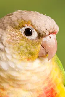 Mutation Prints: Green-cheeked Conure Pineapple (P. molinae)