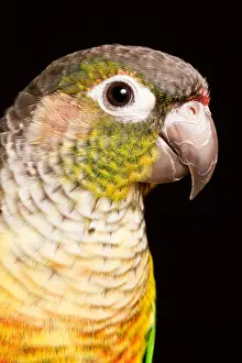 Psittacidae Prints: Green-cheeked conure (Pyrrhura molinae)